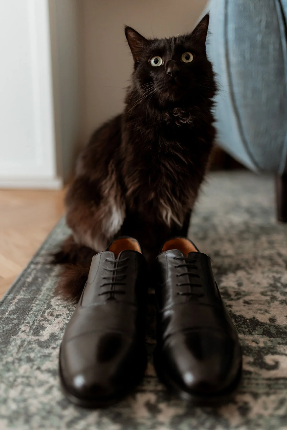 Gatto accanto alle scarpe dello sposo durante i preparativi