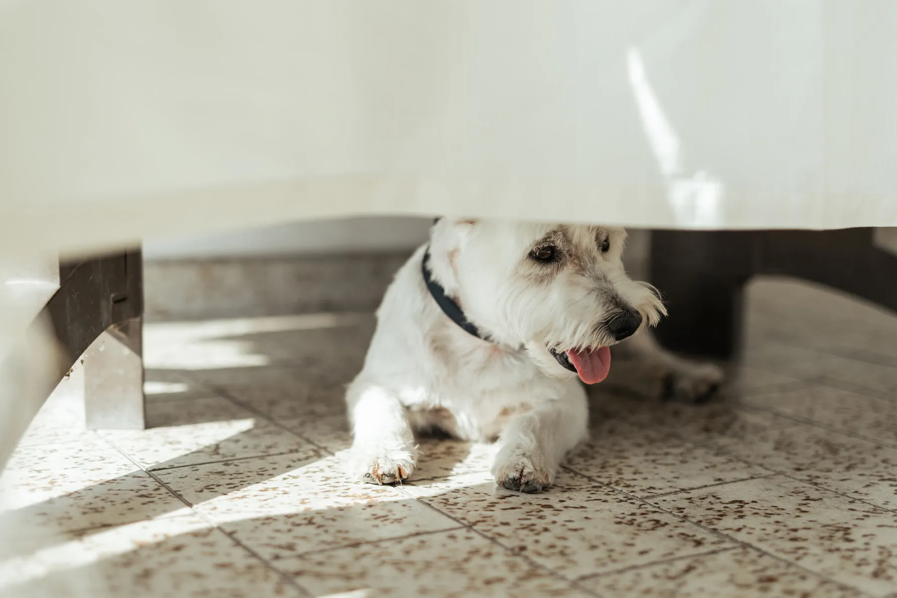 Il cane durante i preparativi Piccolo cane di casa durante i preparativi del matrimonio
